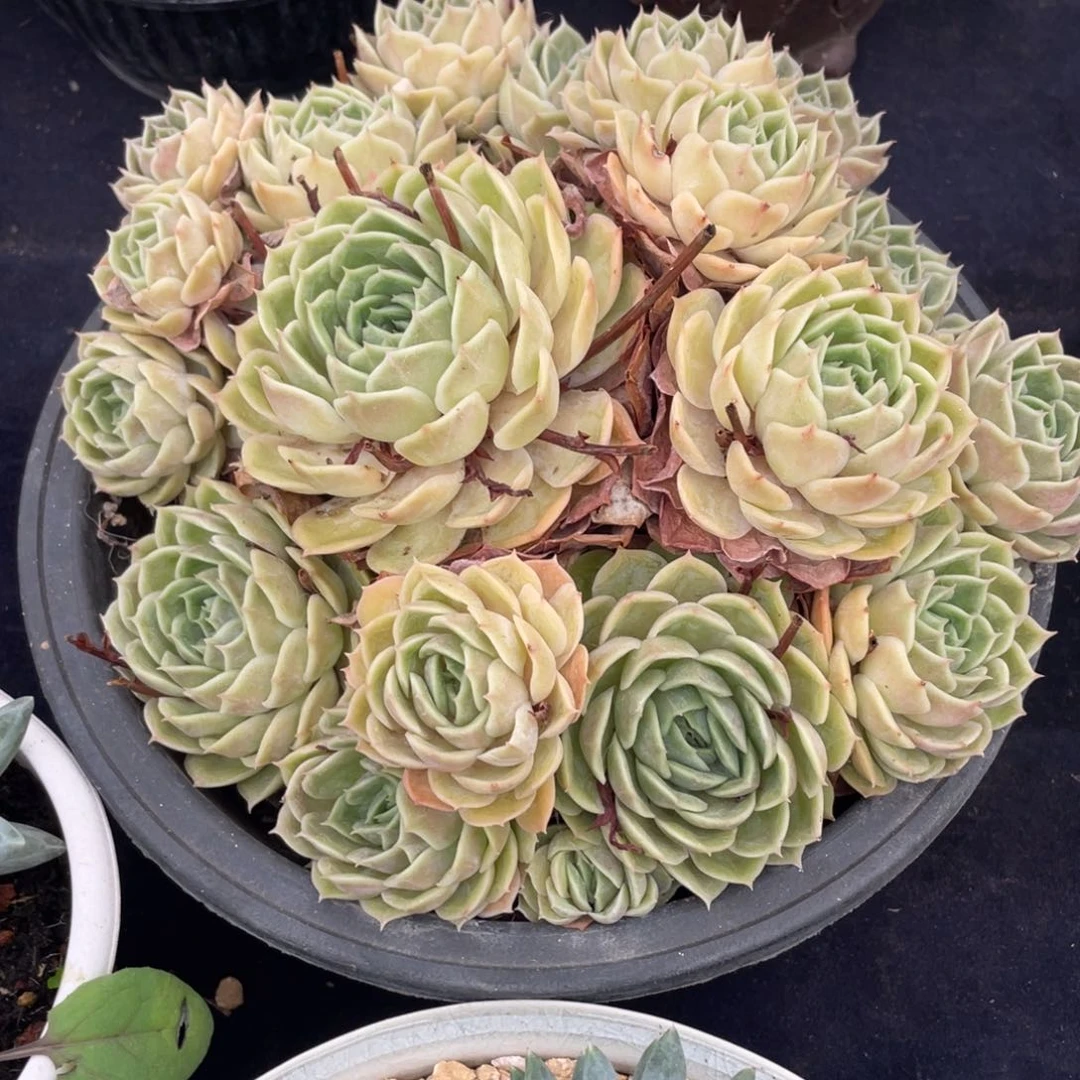 ****.昂斯诺群生多肉植物