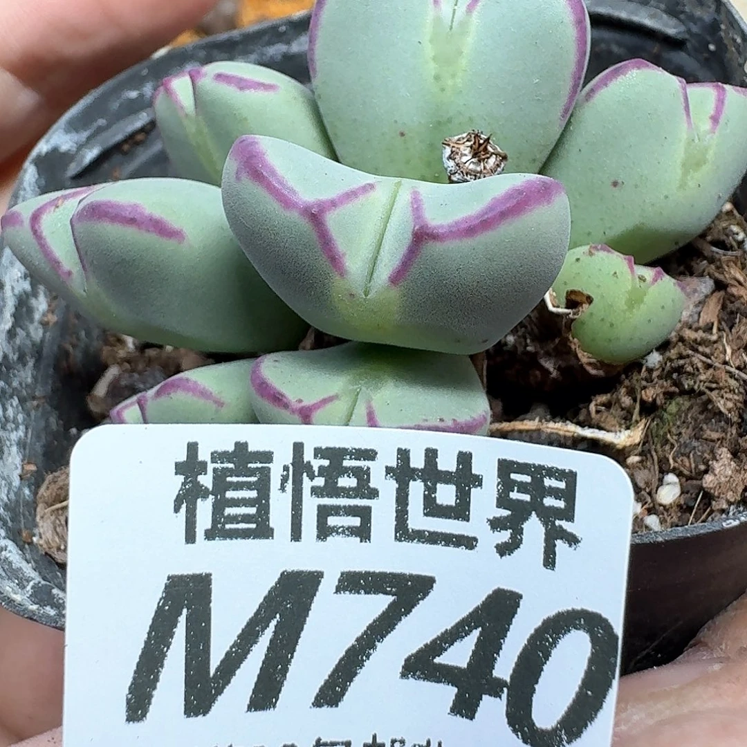 多肉植物的日子去dd