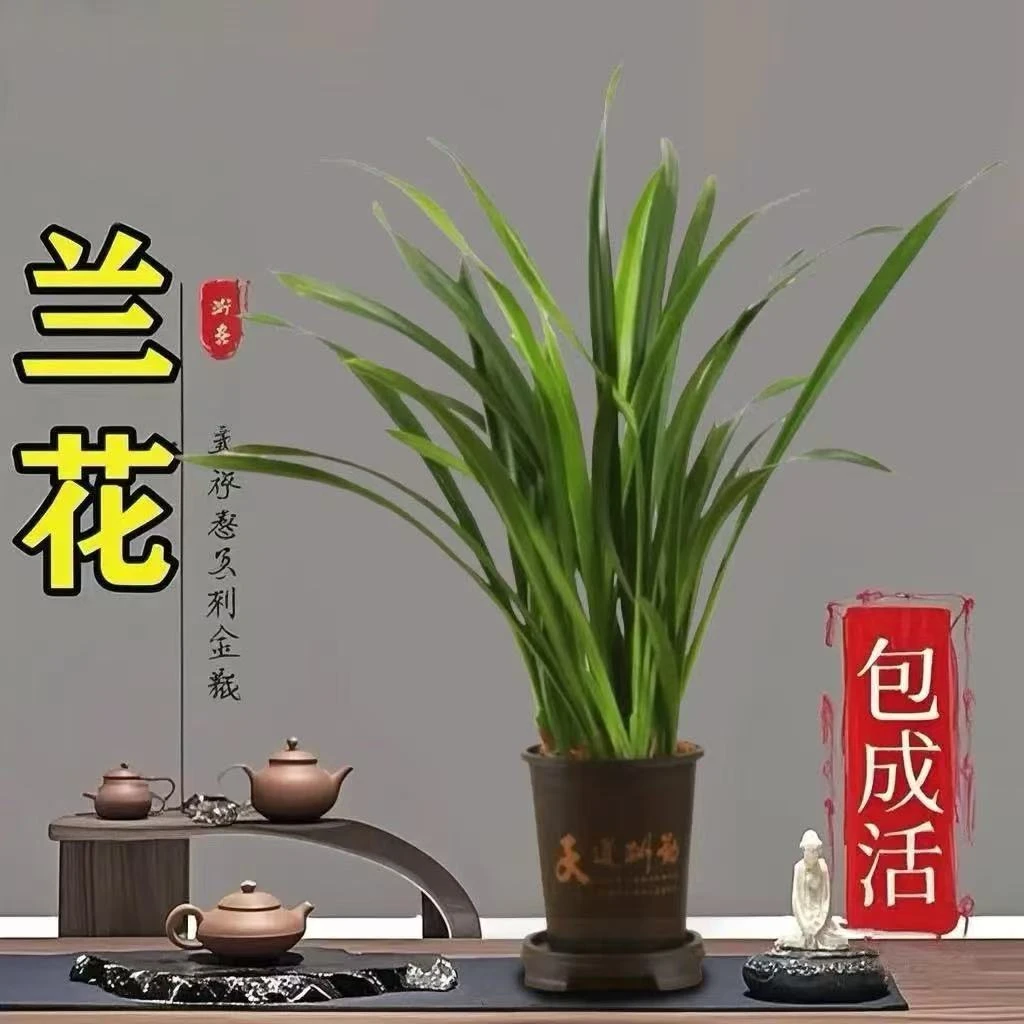 精品兰花送肥料盆栽室内花卉6-8苗四季常青基地直发