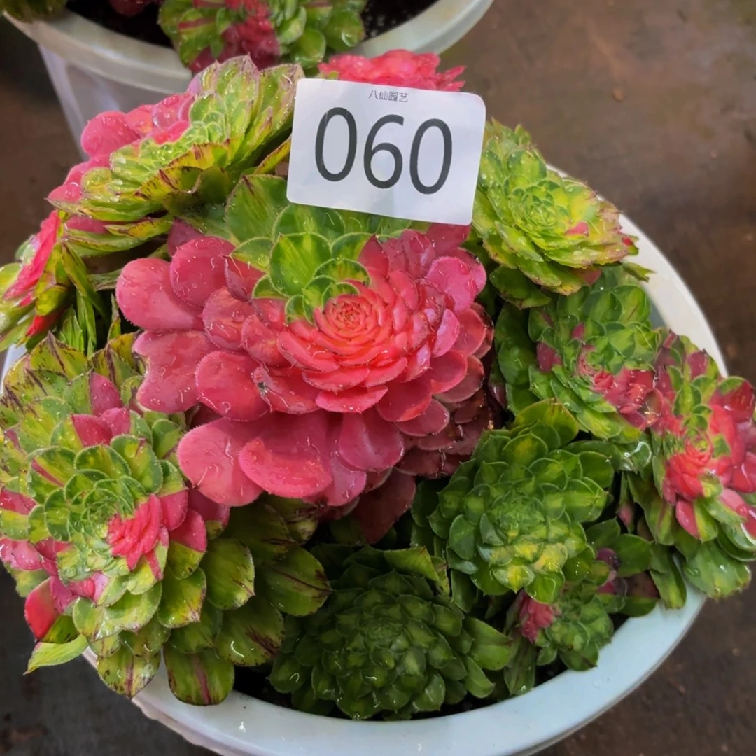 060多肉植物知否特价