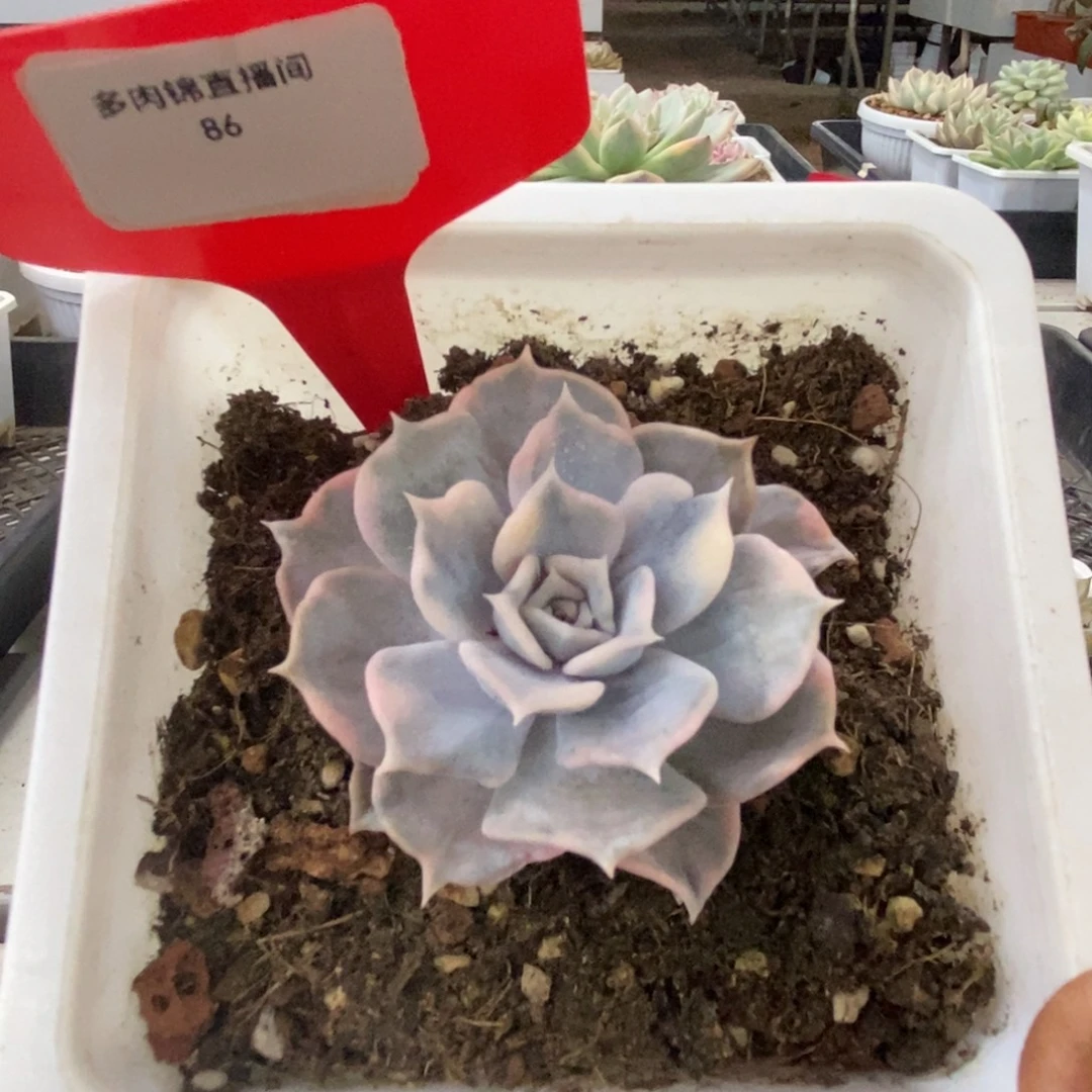 86号利娜莲锦多肉植物
