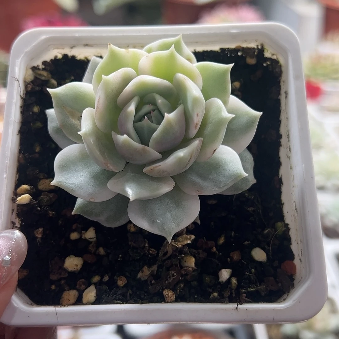 露娜连锦多肉满38包邮