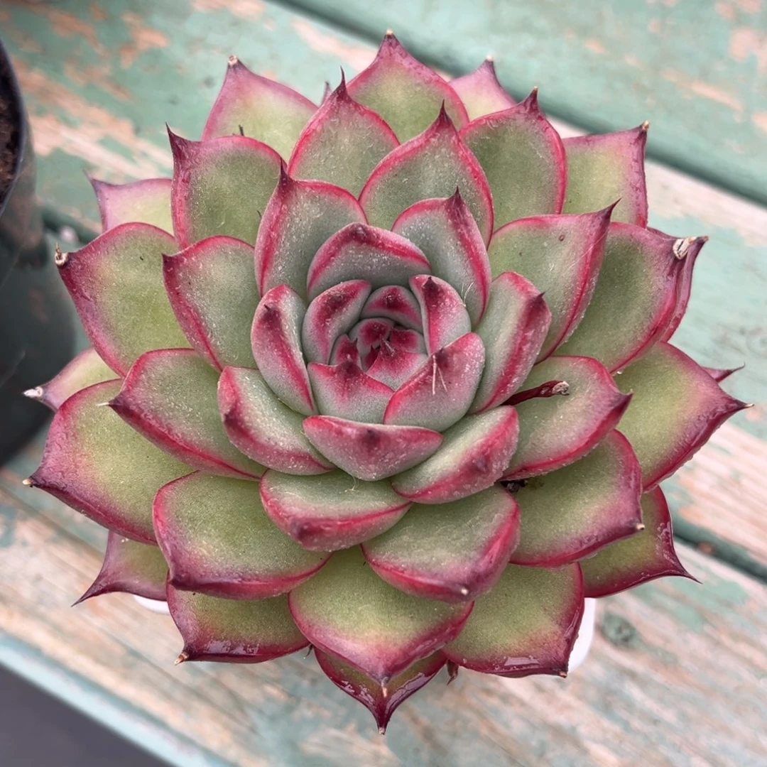 维罗妮卡多肉植物