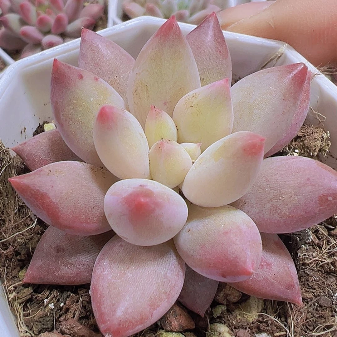 水晶球19包邮多肉植物