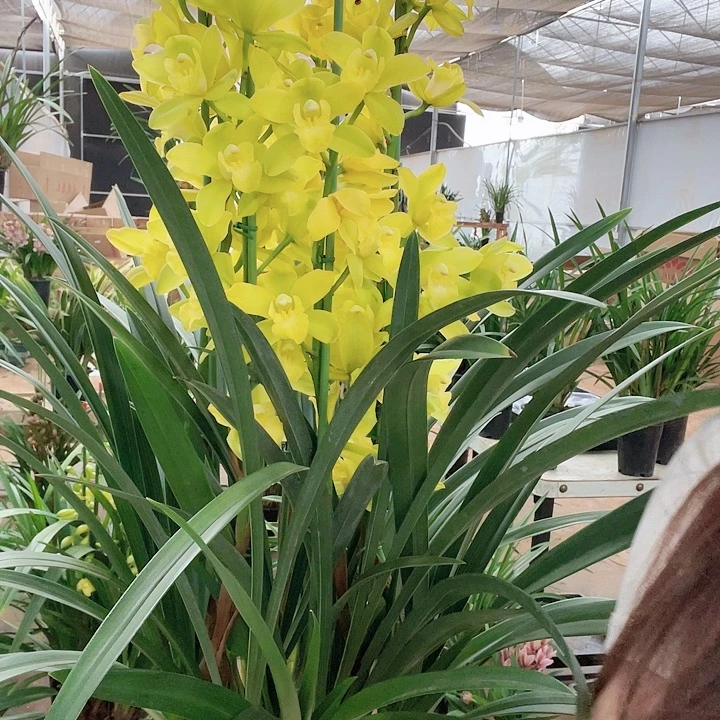 不售后.一物一拍.