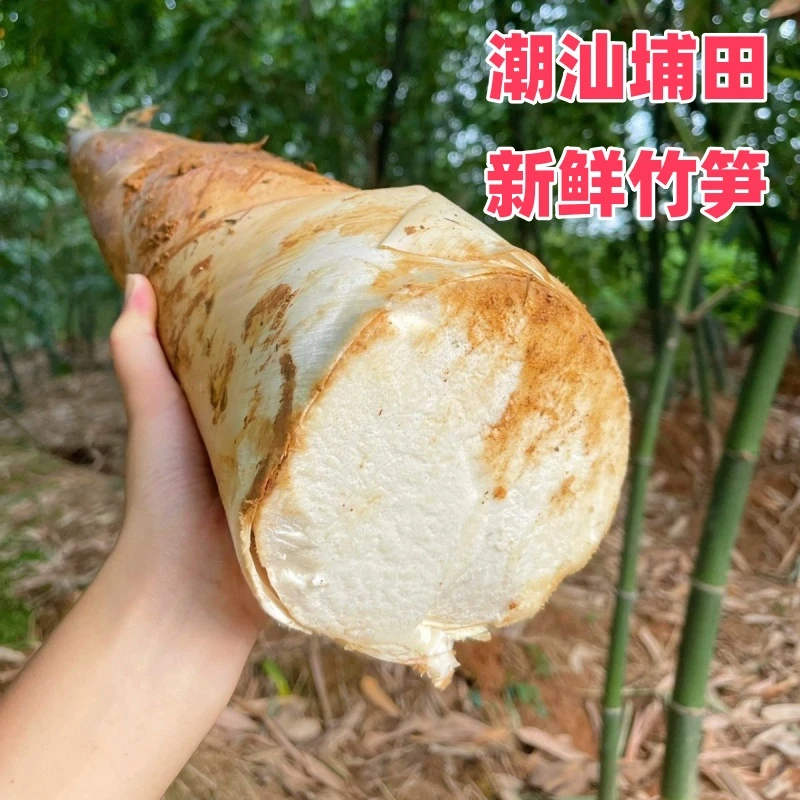 潮汕埔田竹笋新鲜现挖鲜竹笋竹笋新鲜嫩笋尖甜笋麻竹笋现挖带壳