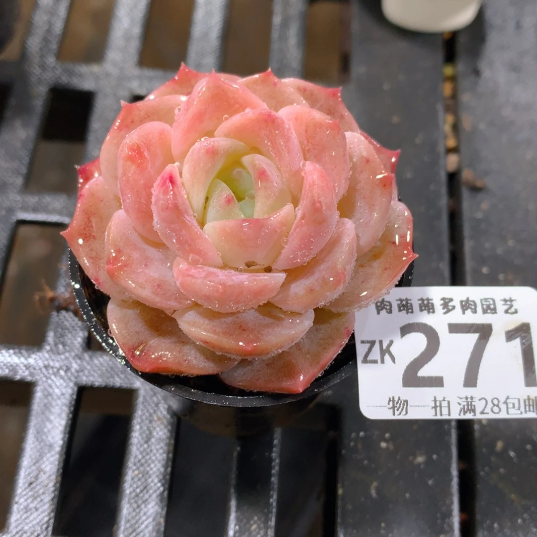 肉萌萌拇指盆精控多肉ZK271