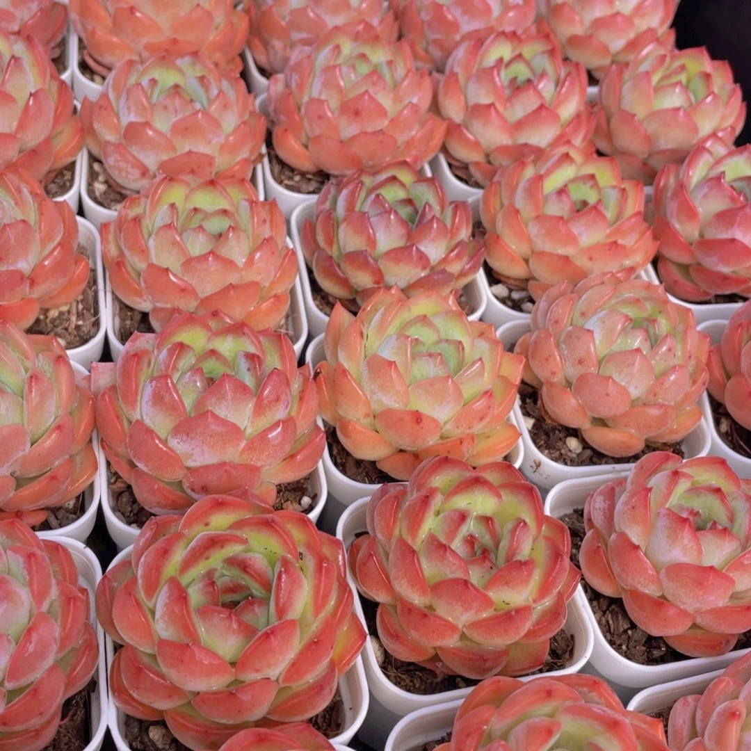 量拍8号 草莓杏仁单头一个