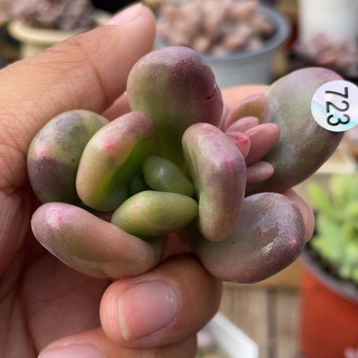 紫皮奶酪西瓜拉丝多肉植物