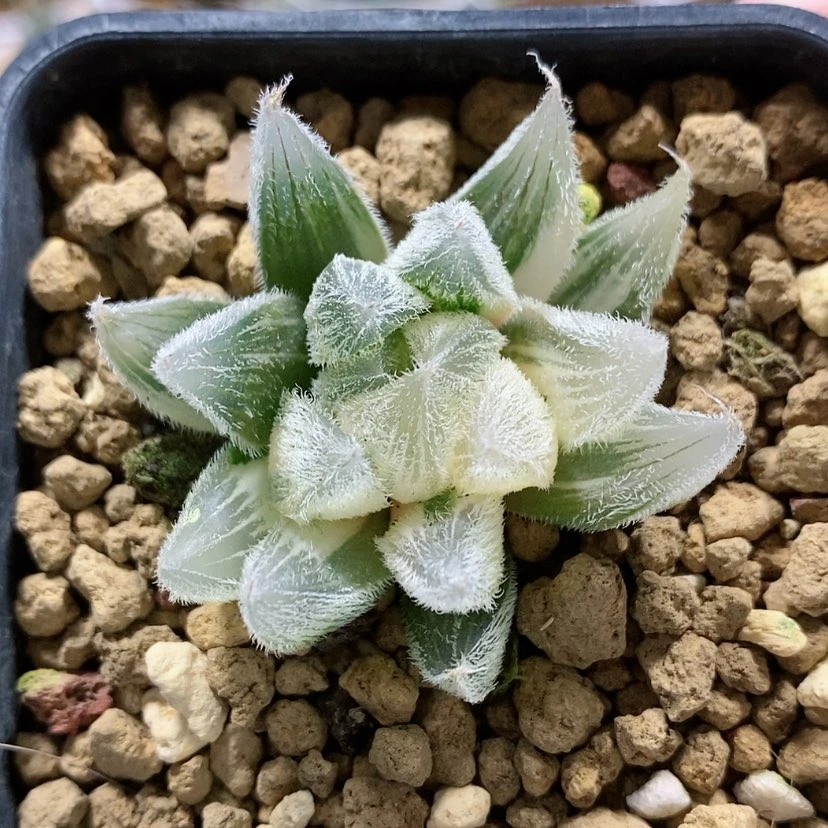 【闪购商品】87GM292锦