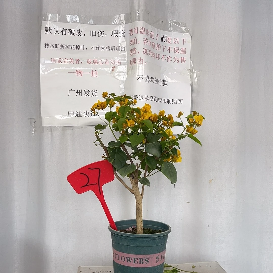 当前无花栽培后可以开花27绿叶浅黄盆苗