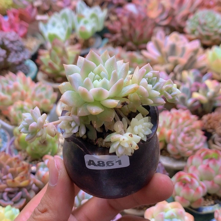 一物一拍含盆土满38包邮A861