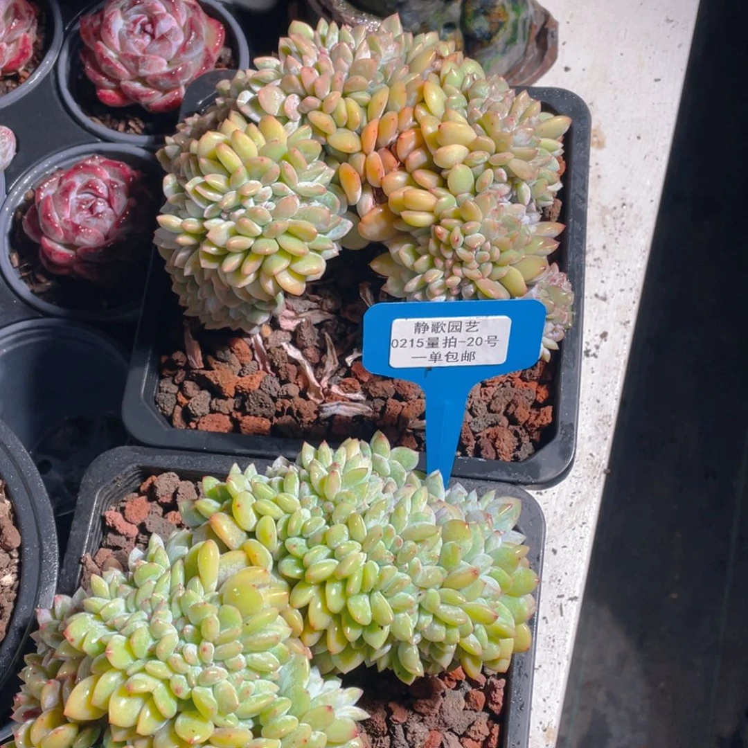 0215-20-梦露缀化超大福利一颗