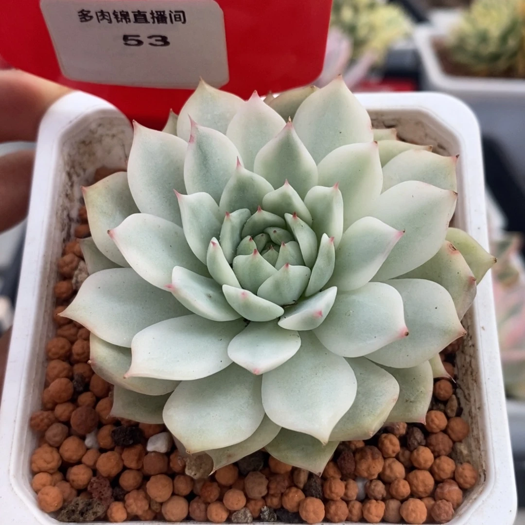 53号tp锦多肉植物