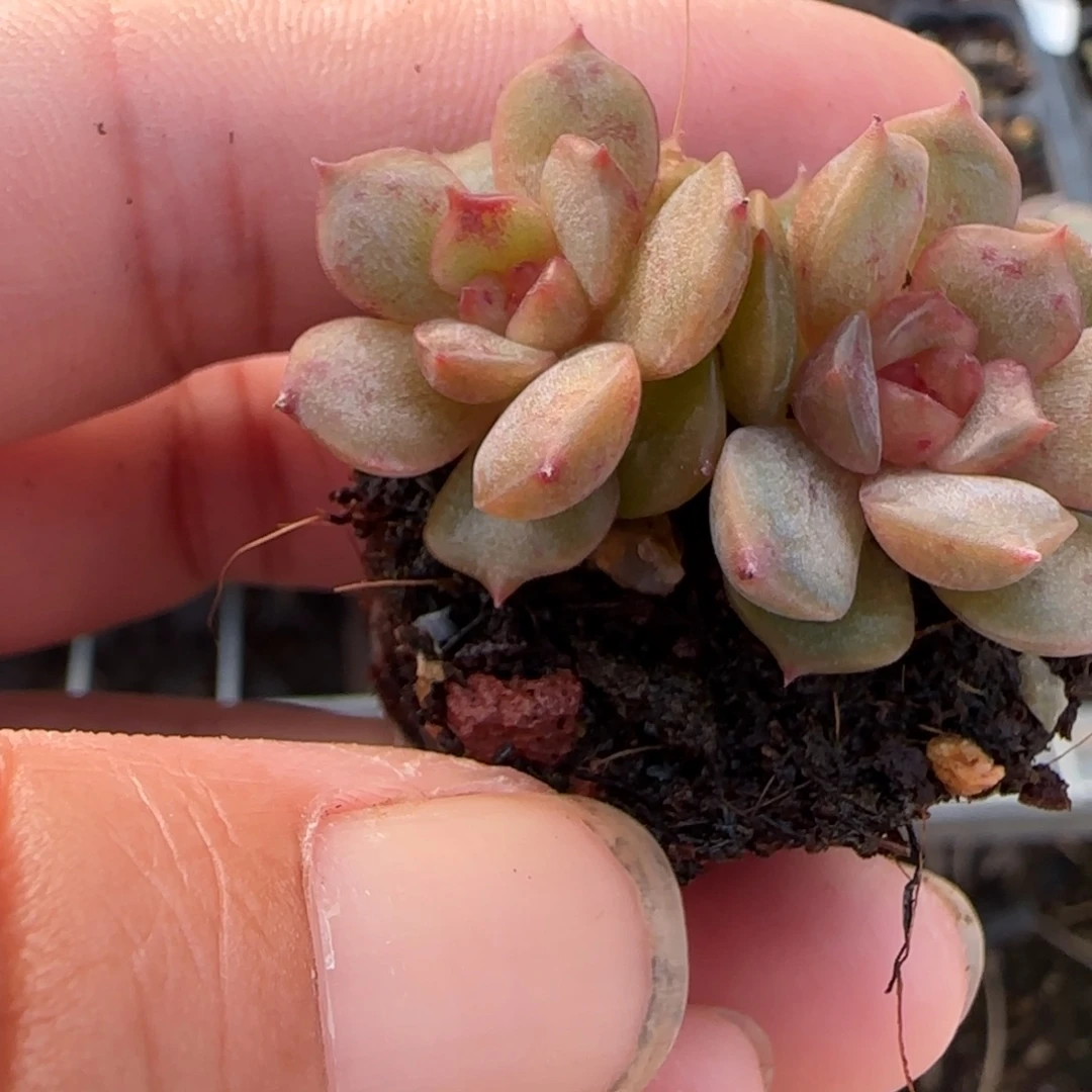 小卡拉米糖心一物一拍