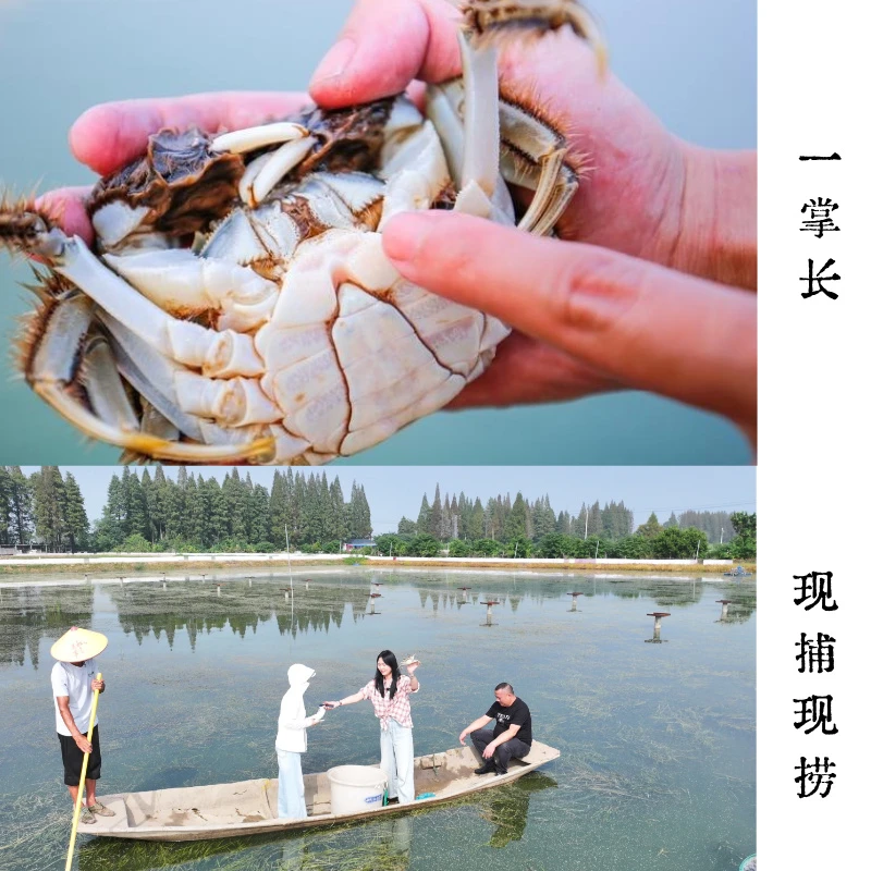 【活蟹】江苏高淳固城湖大闸蟹3两全母蟹3.1-2.9两 6-10只顺丰冷链