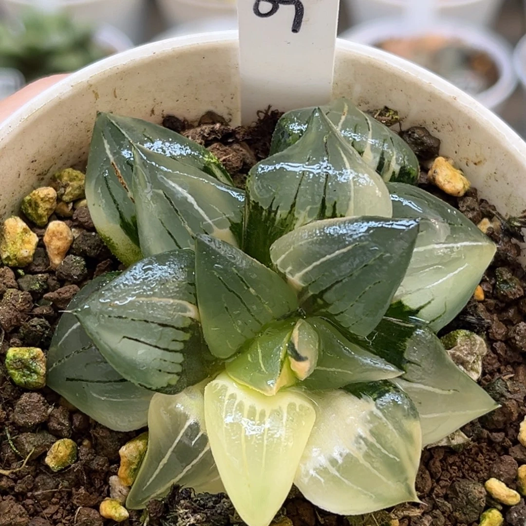 69红纹寿锦福利专场