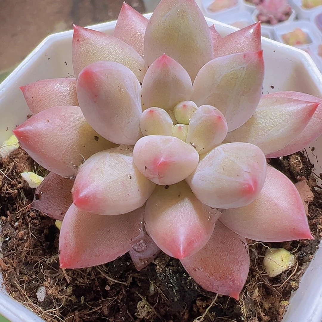 水晶球19包邮多肉植物