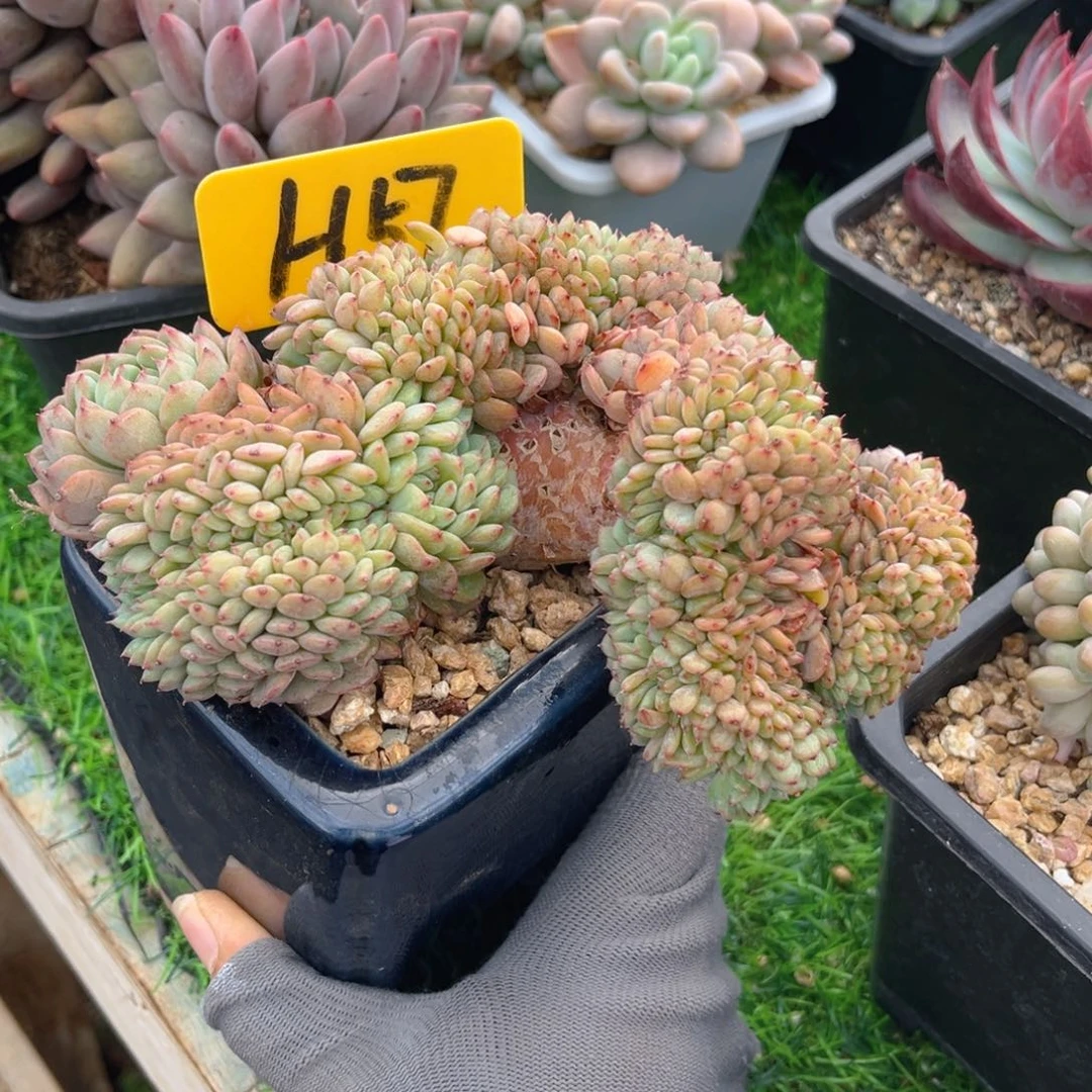 白胖子缀88888888888888