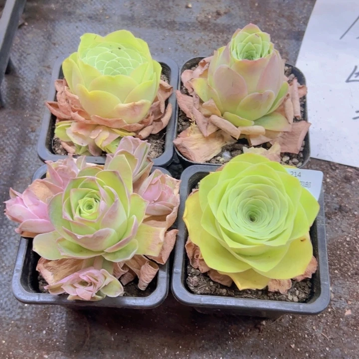 214 裸根不带土发货