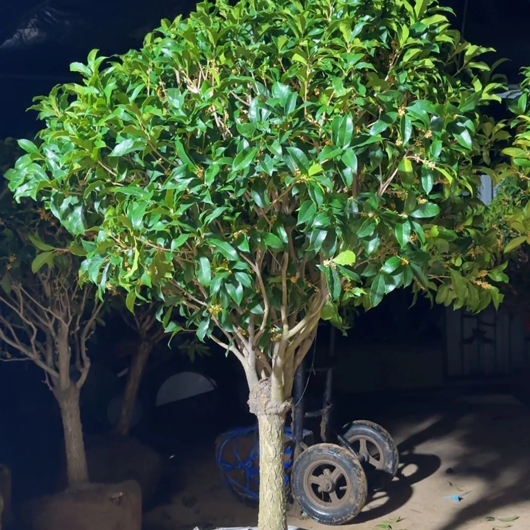 眷***ღ无花朵桂花。八月桂系列