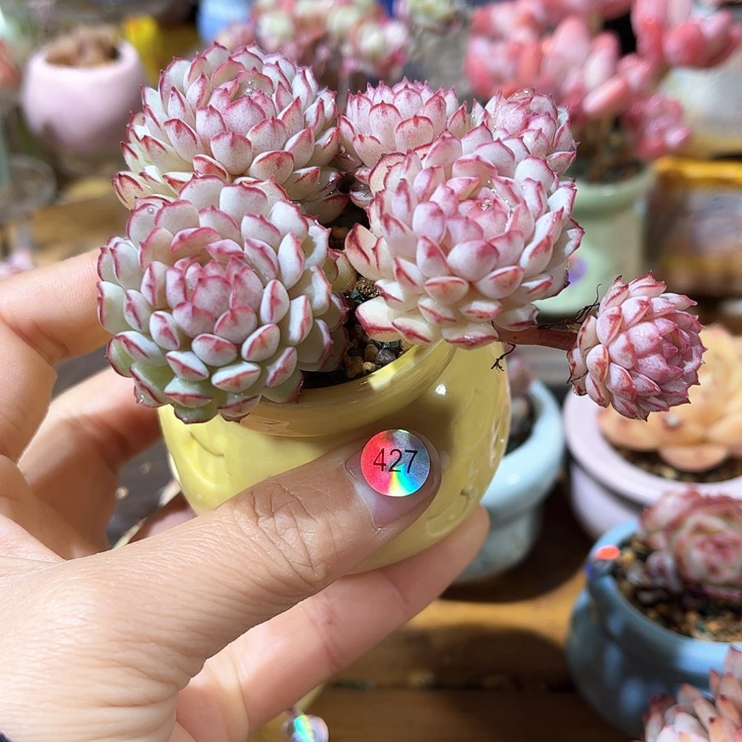 427 多肉含盆土30元包邮除偏远