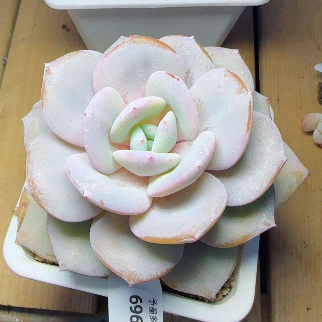 奶茶，6964多肉植物