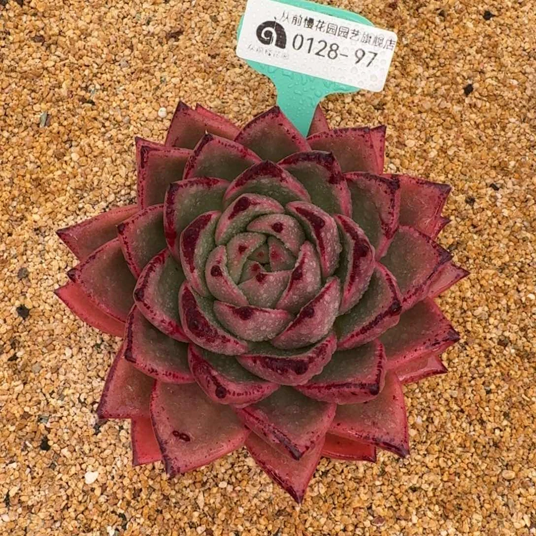 从前慢花园多肉0128-97