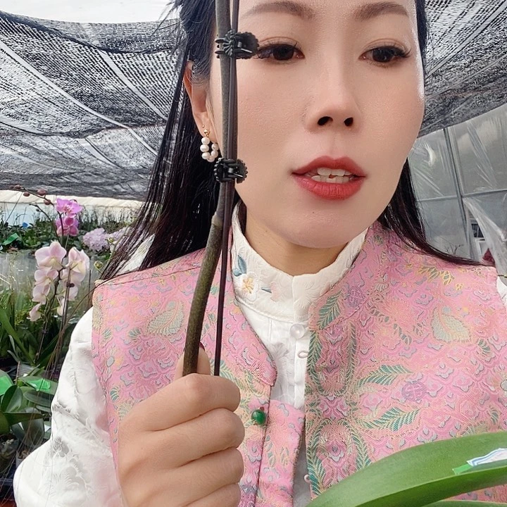 无花朵幻影蝴蝶兰
