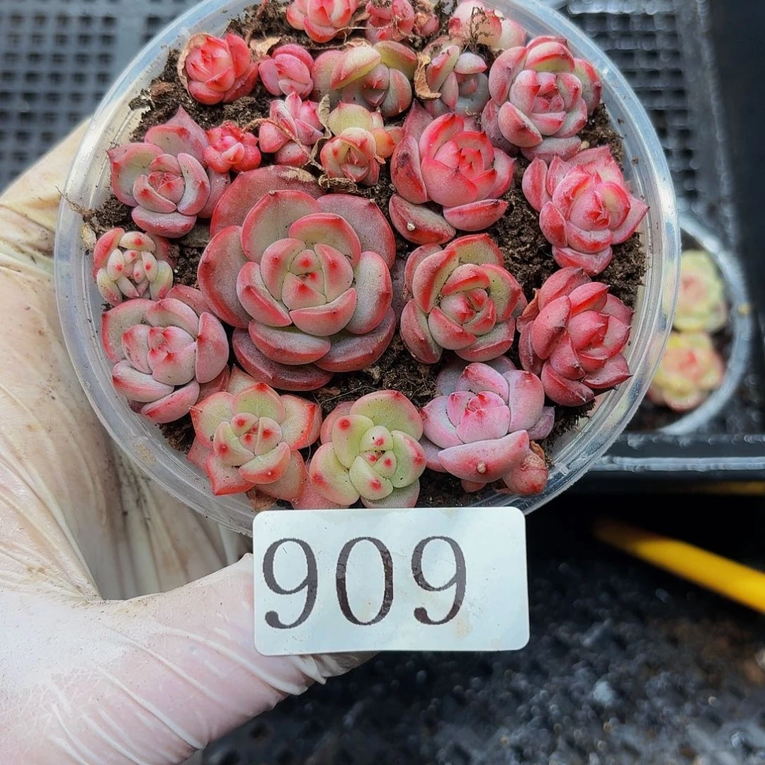 多肉植物多肉植物909