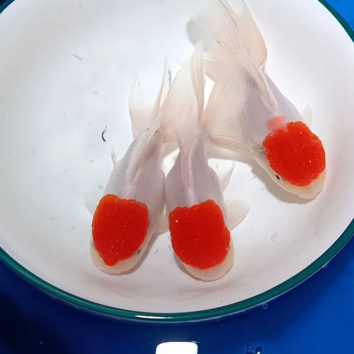 【闪购商品】海水?****?，