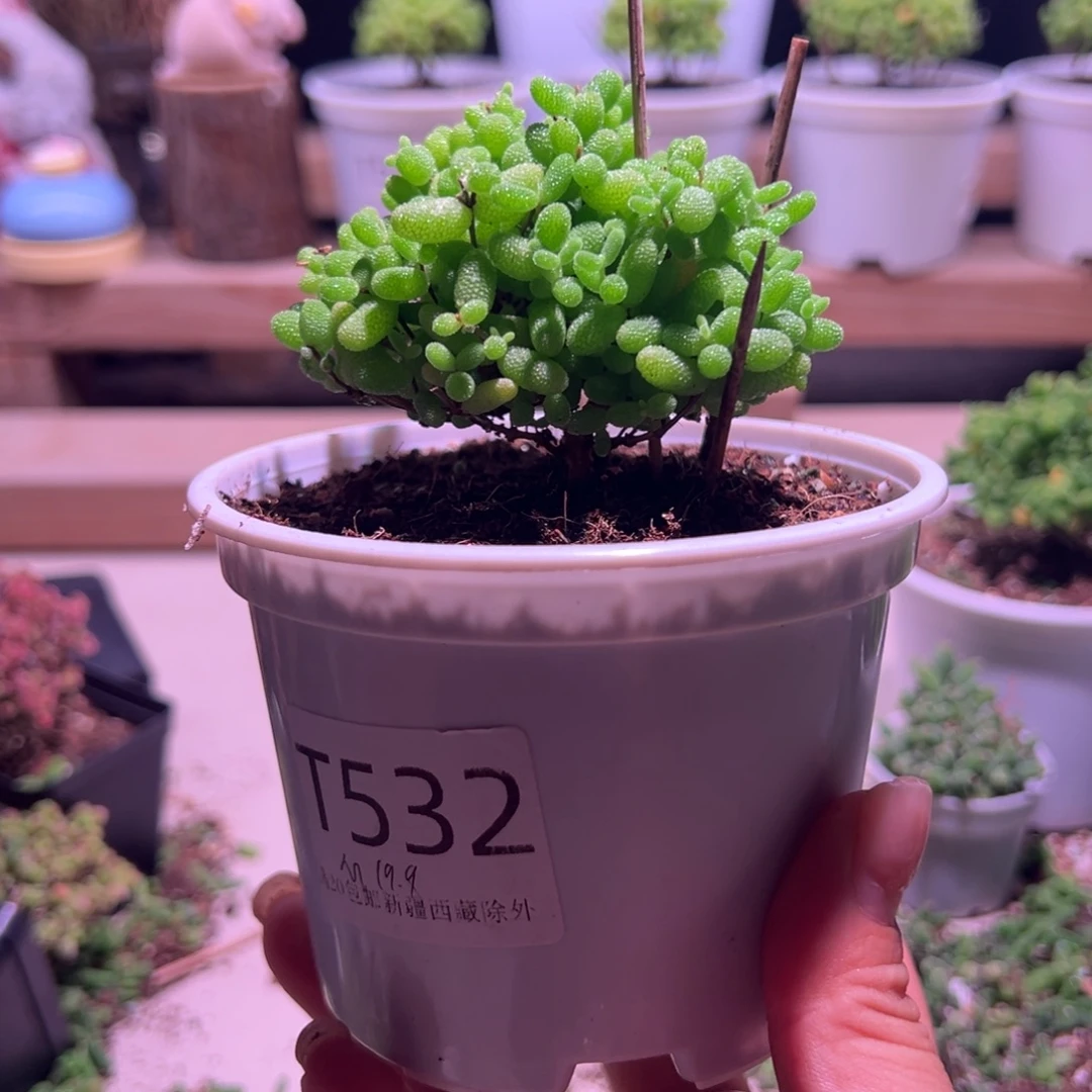 513蜜橘带盆土发货一物一拍