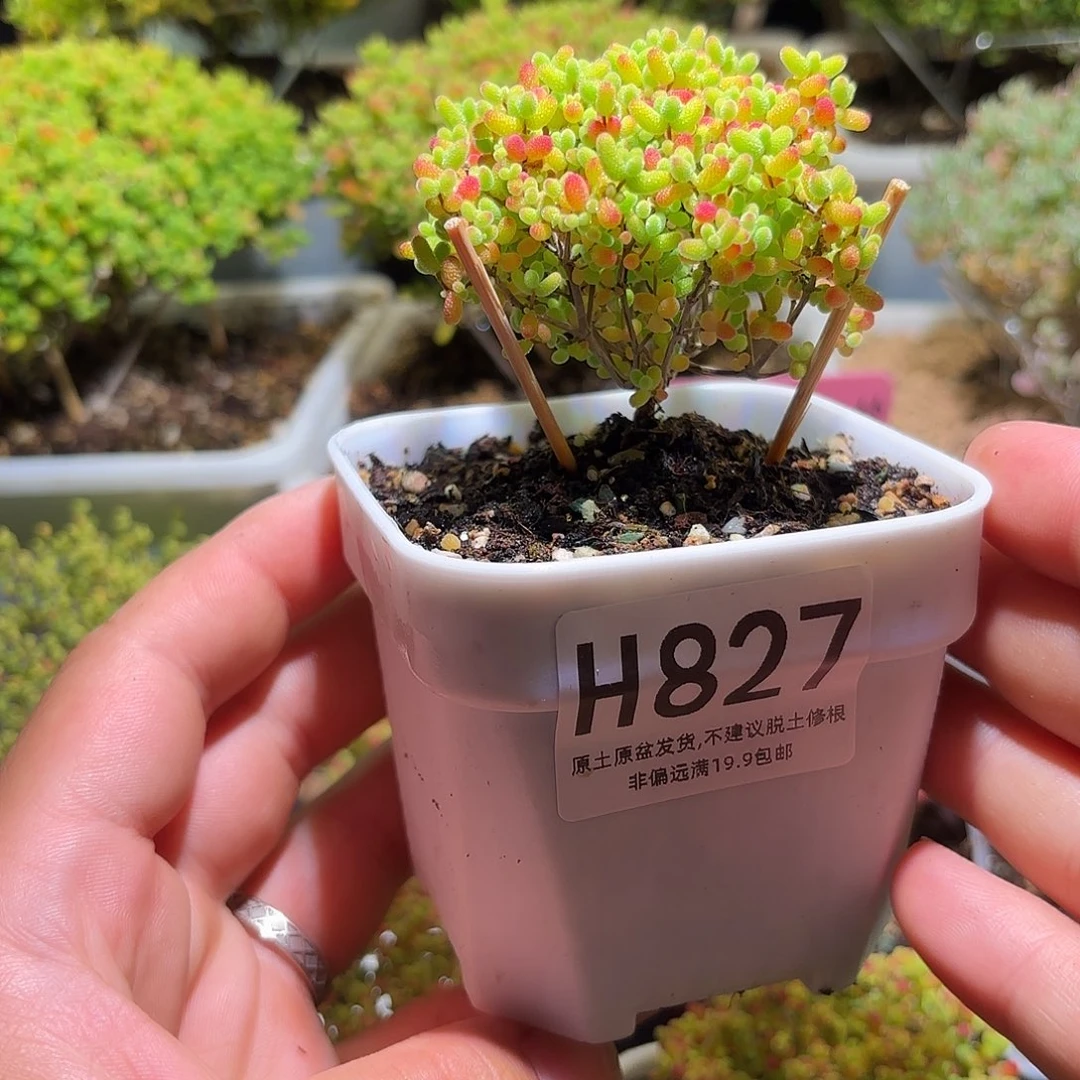 枝干番杏密橘糖球H827