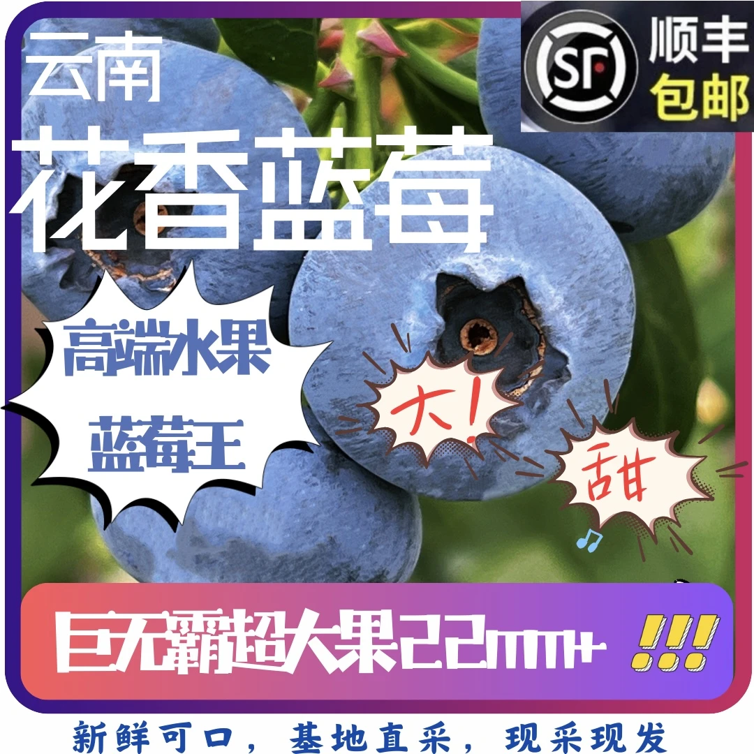 【云南花香蓝莓】花香浓郁高原鲜果巨无霸特大蓝莓基地现采顺丰直发