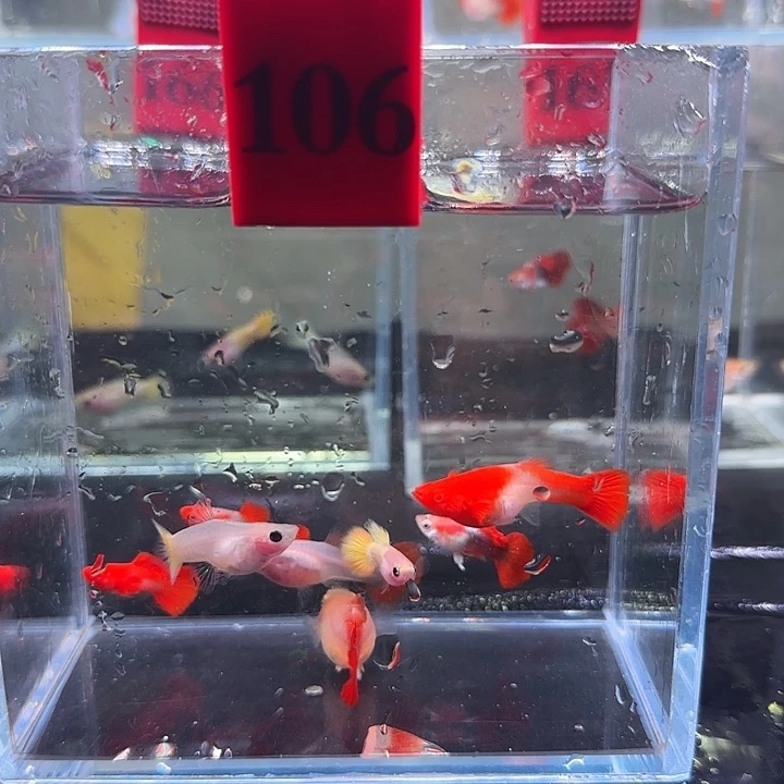 孔雀鱼天*鲜106号，8条