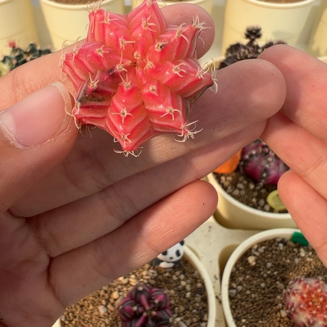 295 好看的米哈冲冲冲