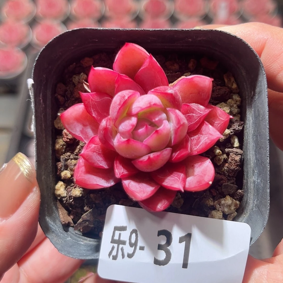 乐9-31 灯火单头