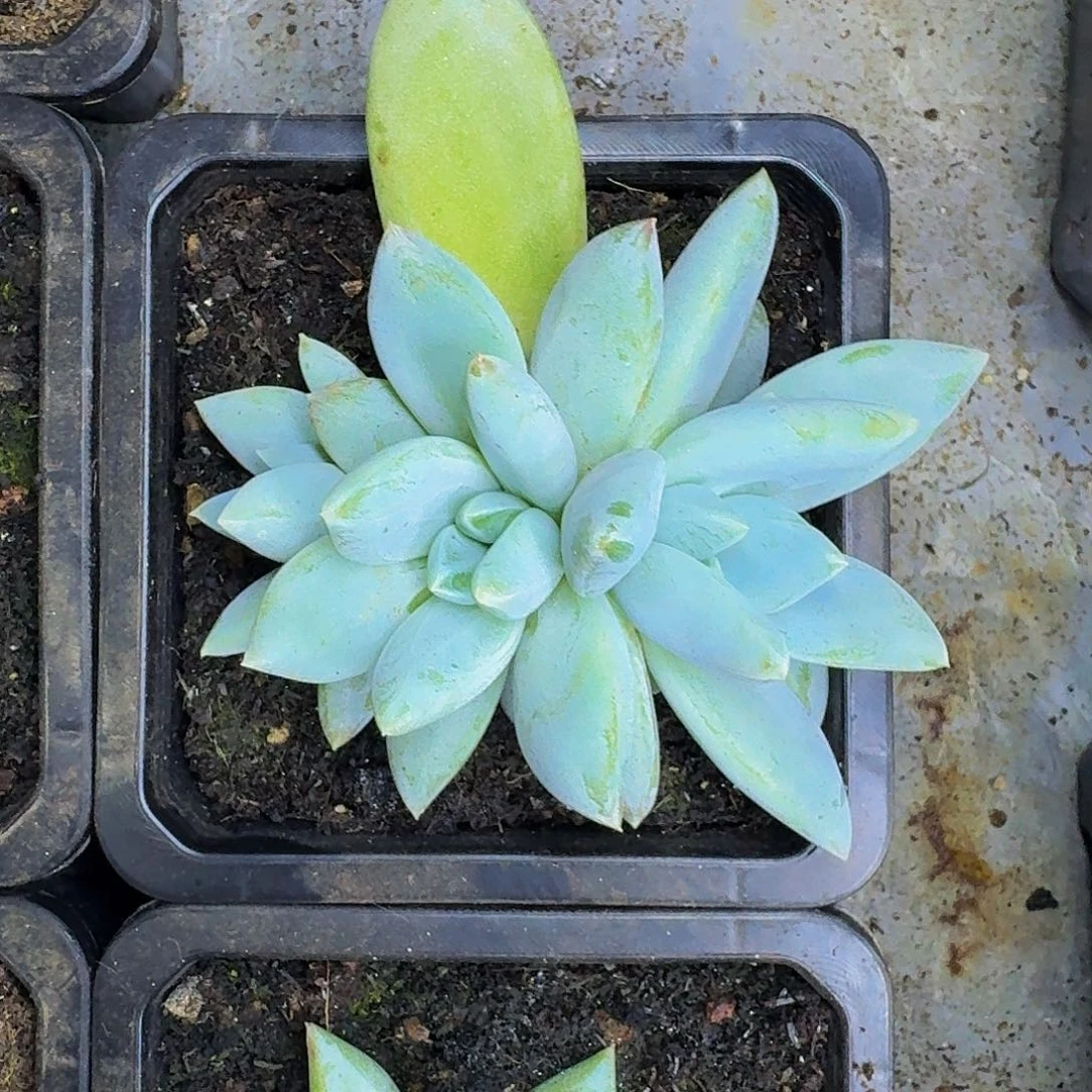 伊丽莎白  一物一拍