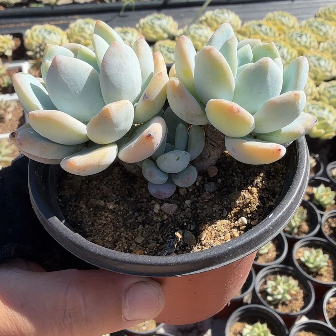 一物一拍三头冷香满20包邮