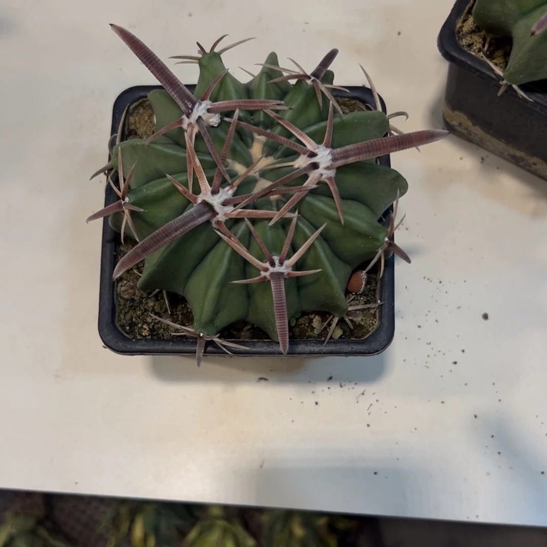宁波仙人球脱土发货植物