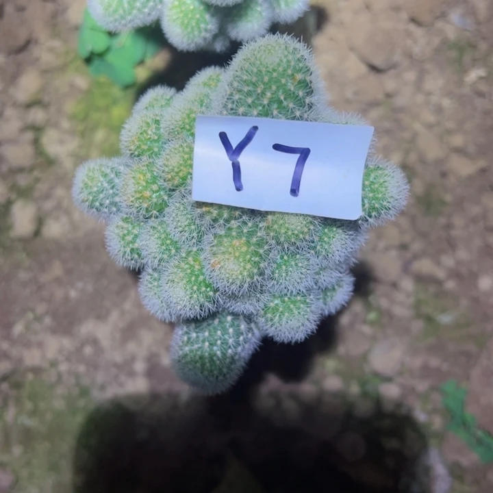 星***8Y7嫁接宝山绿沙30