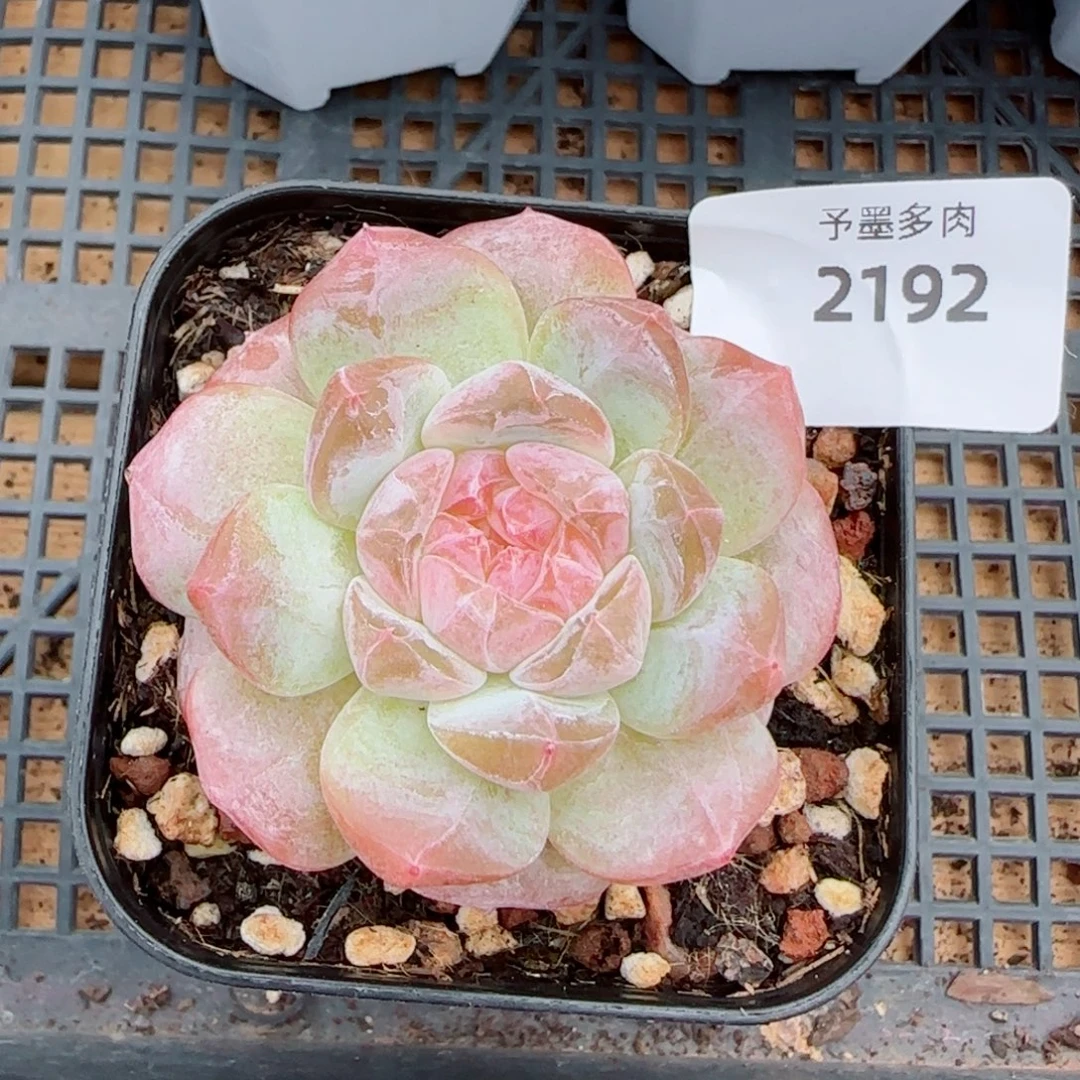 粉冰魄，2192多肉植物