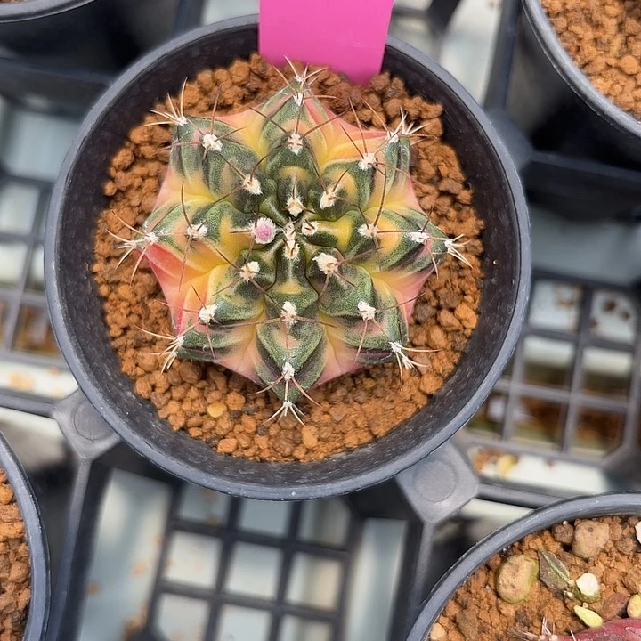 32-0513国内发货多肉