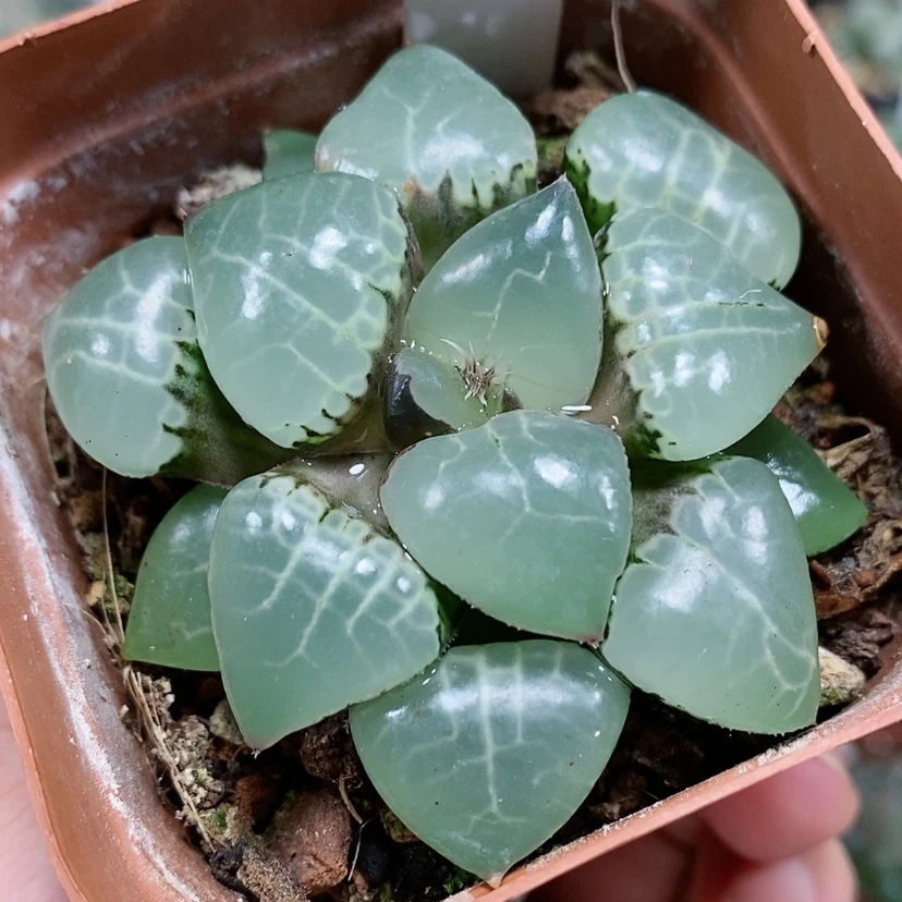 【闪购商品】100月光