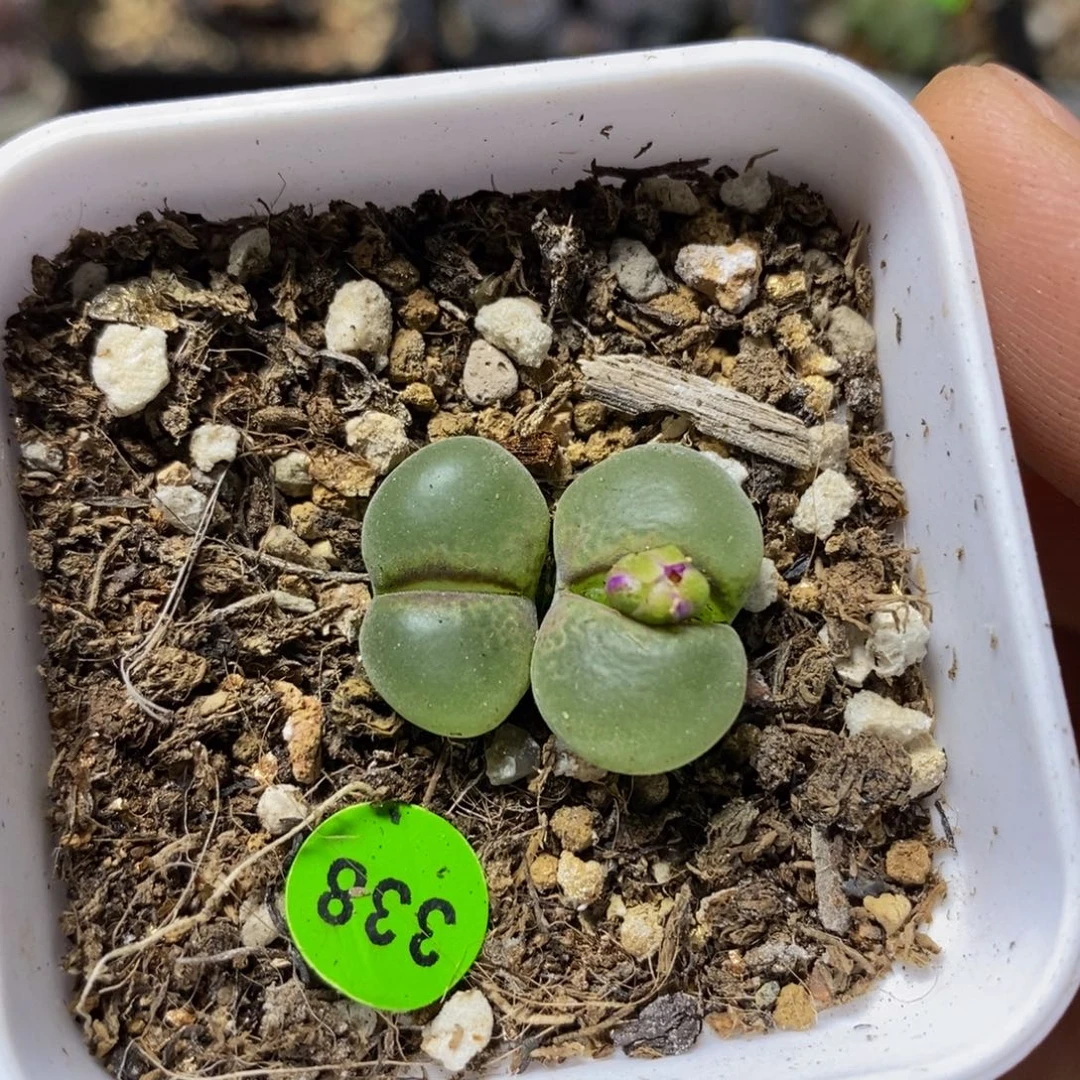 粉红女郎双头多肉植物338