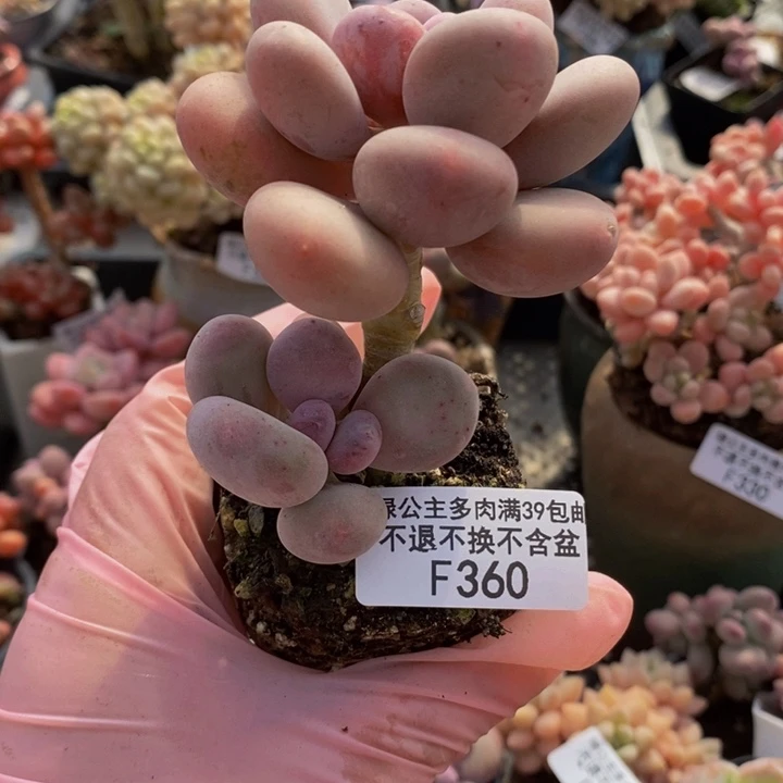 蛋黄奶360多肉植物