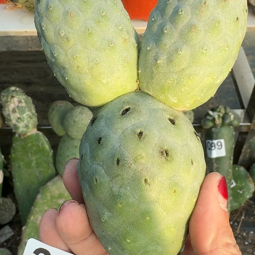 大量花朵（建议范围：8朵-15朵 或40%以上）大型绿皮陨石坑355