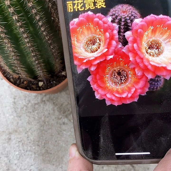 尼桑仙人球，2479990