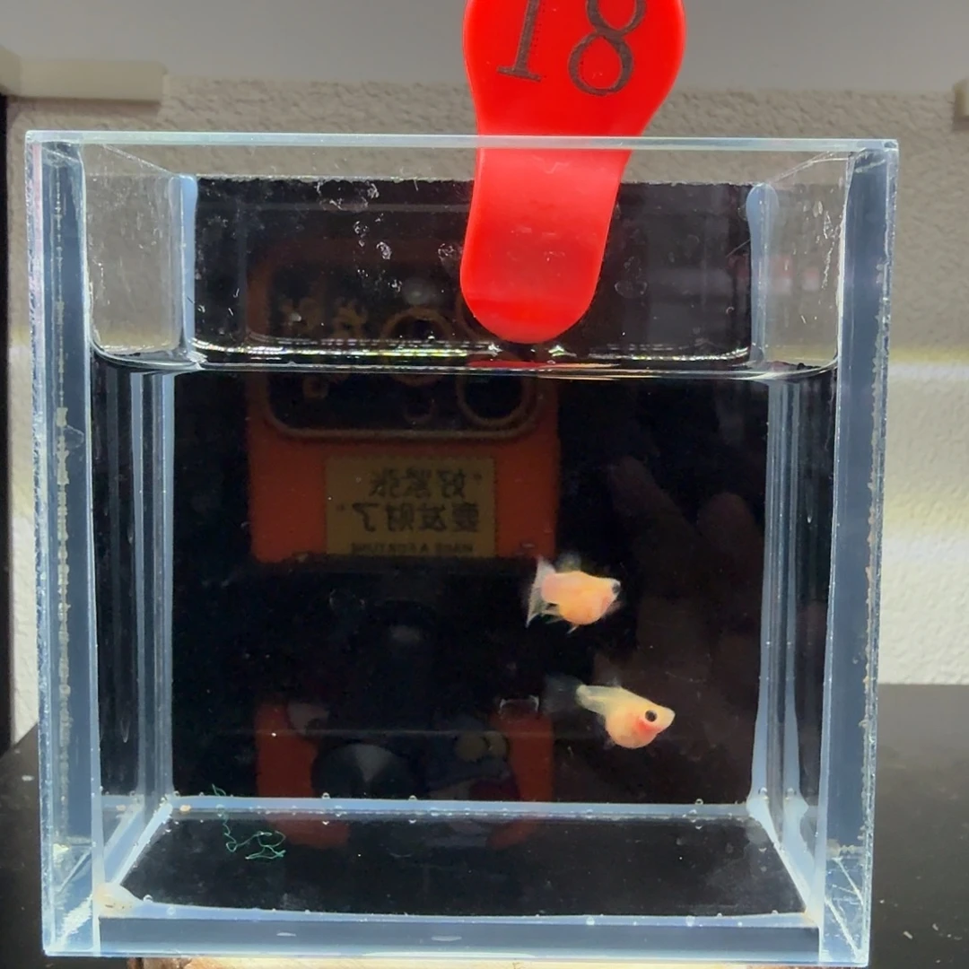 孔雀鱼玻璃猫孔雀鱼18