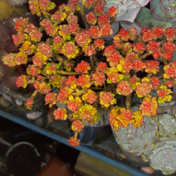 明***玉老桩精品肉肉蜡牡丹